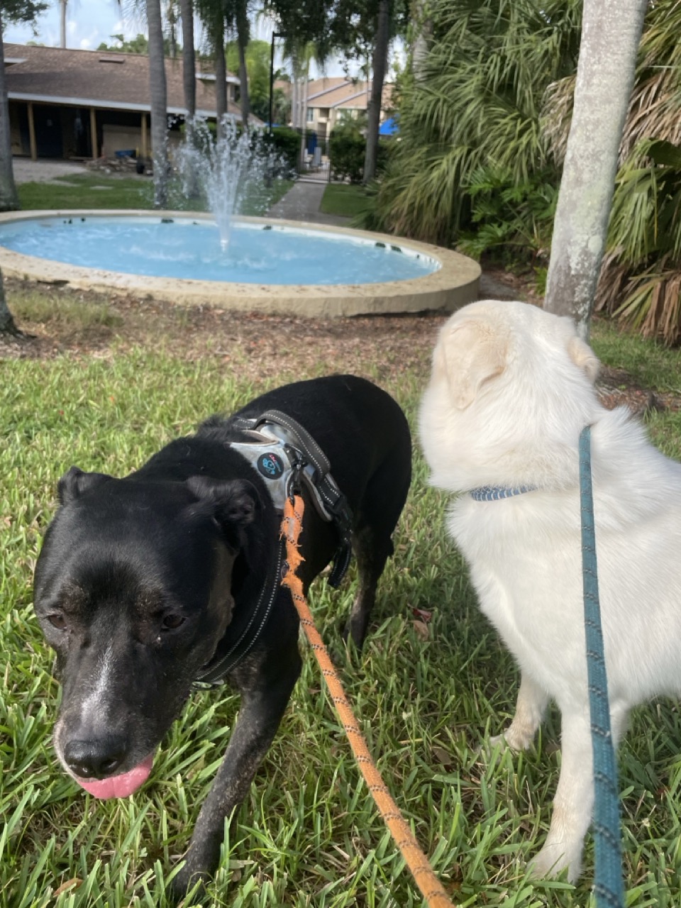 Two dogs enjoying a sunny PawHike outing