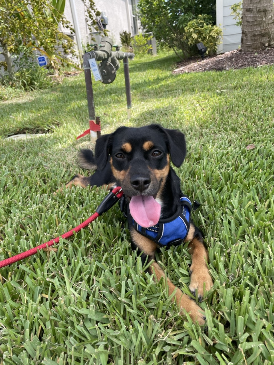 A happy dog resting in the grass during a PawHike outing