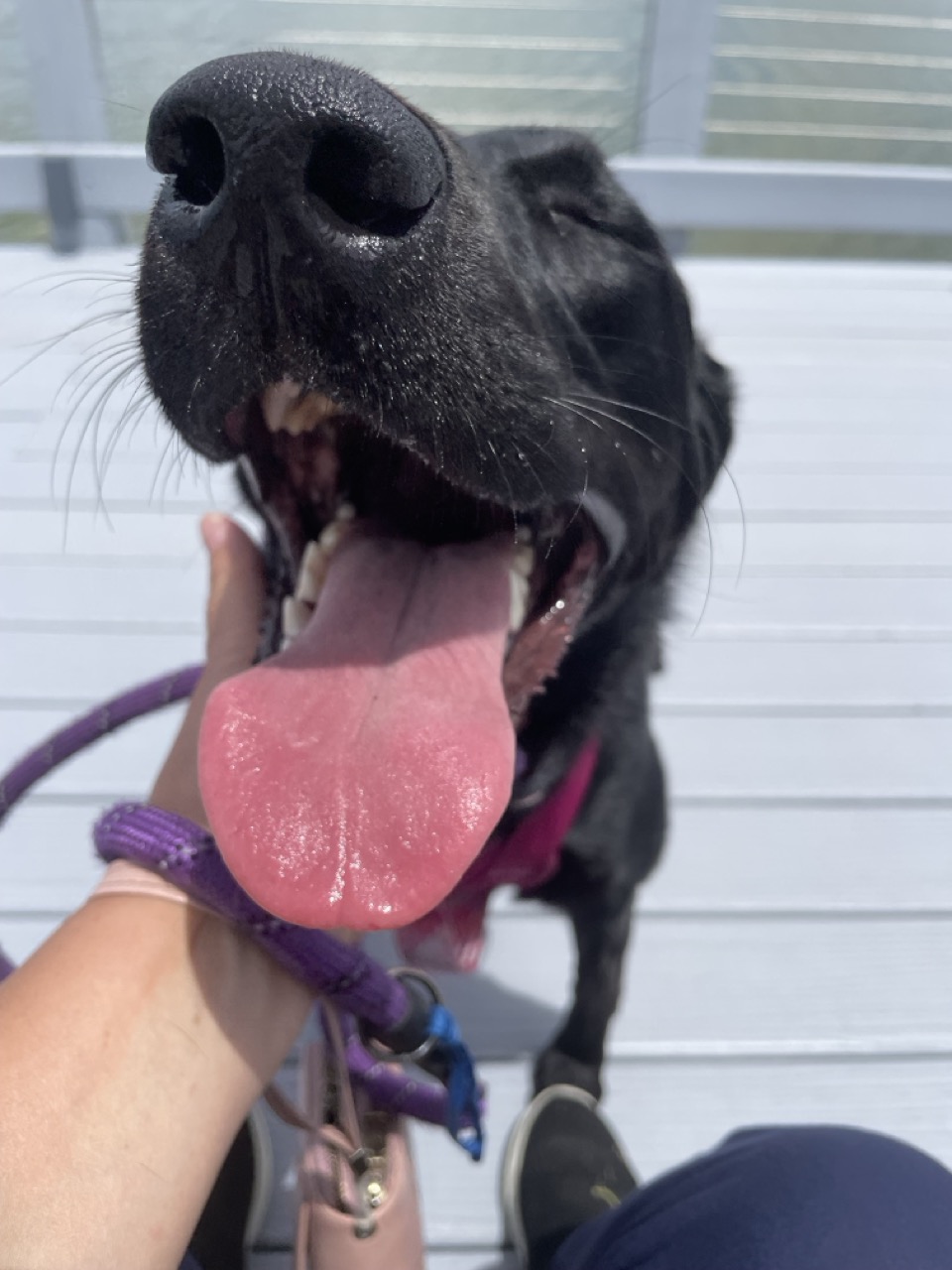Happy black dog smiling after an outing