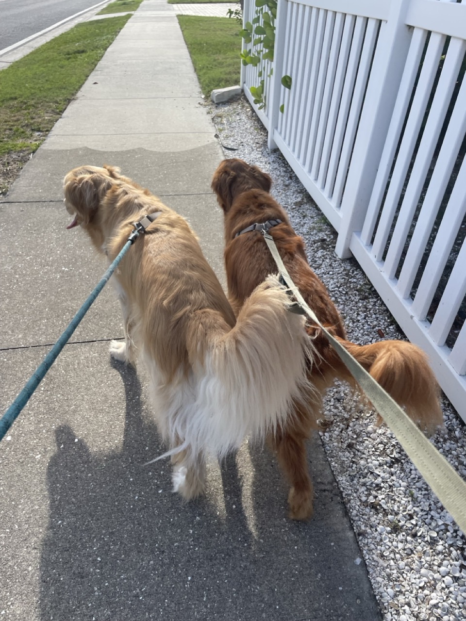 Three dogs walking together on a sunny path