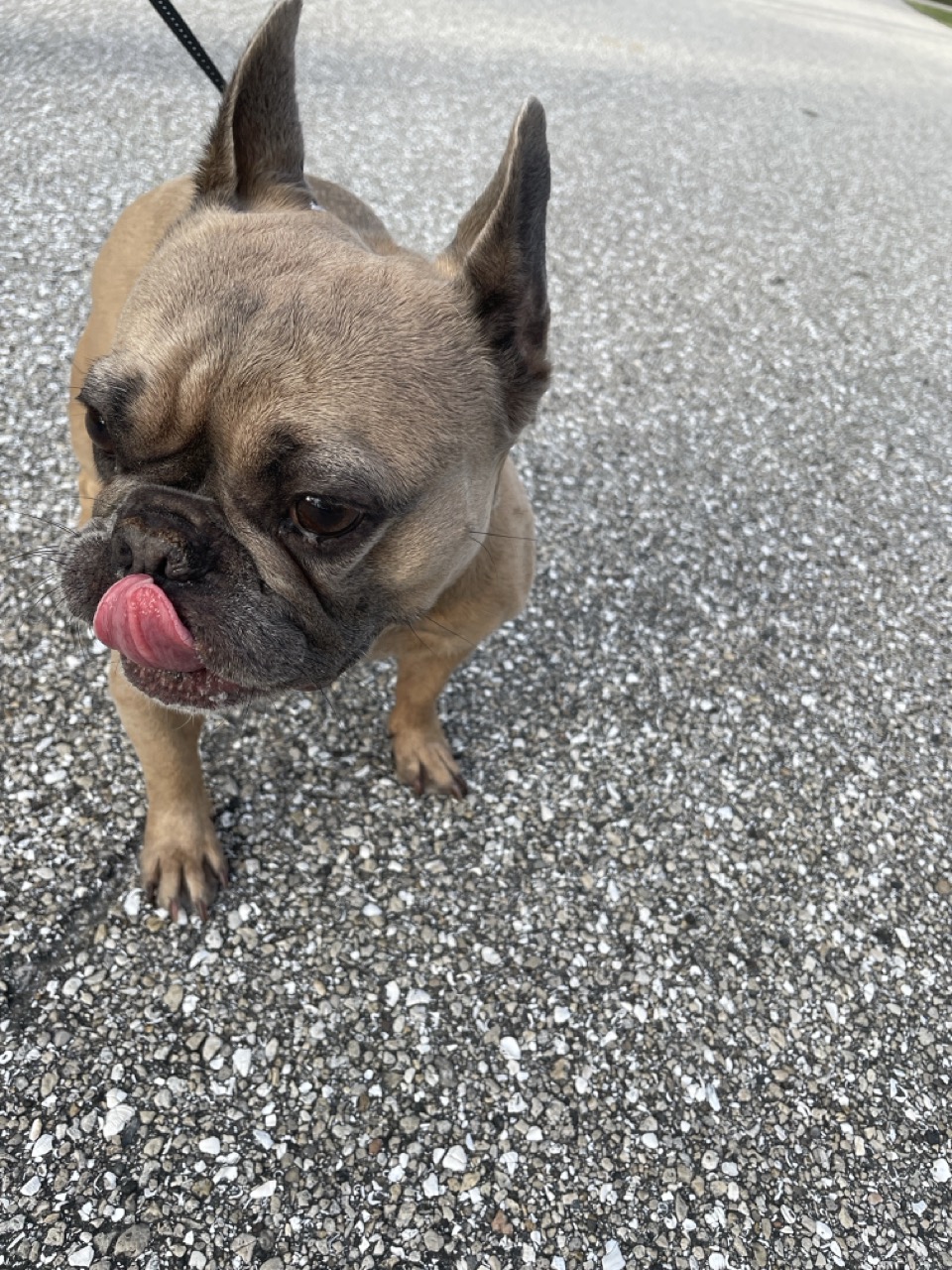 French bulldog pausing during a walk