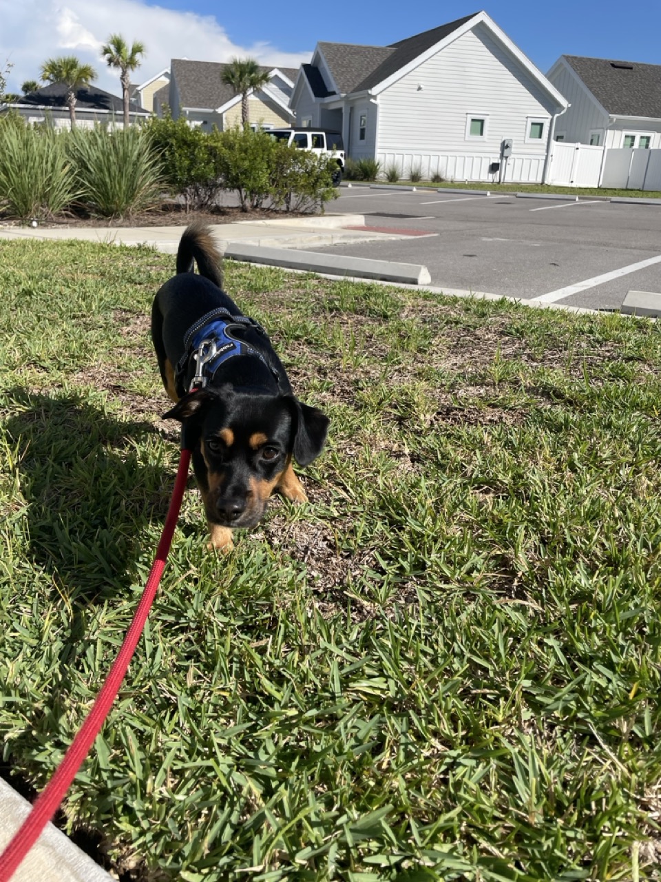 Small dog exploring the grass on a leash