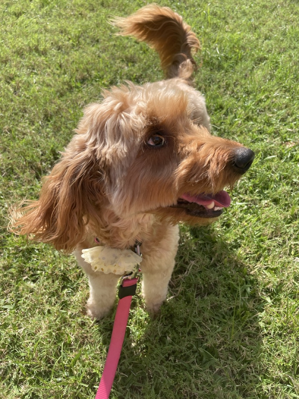 Curious dog enjoying time outdoors