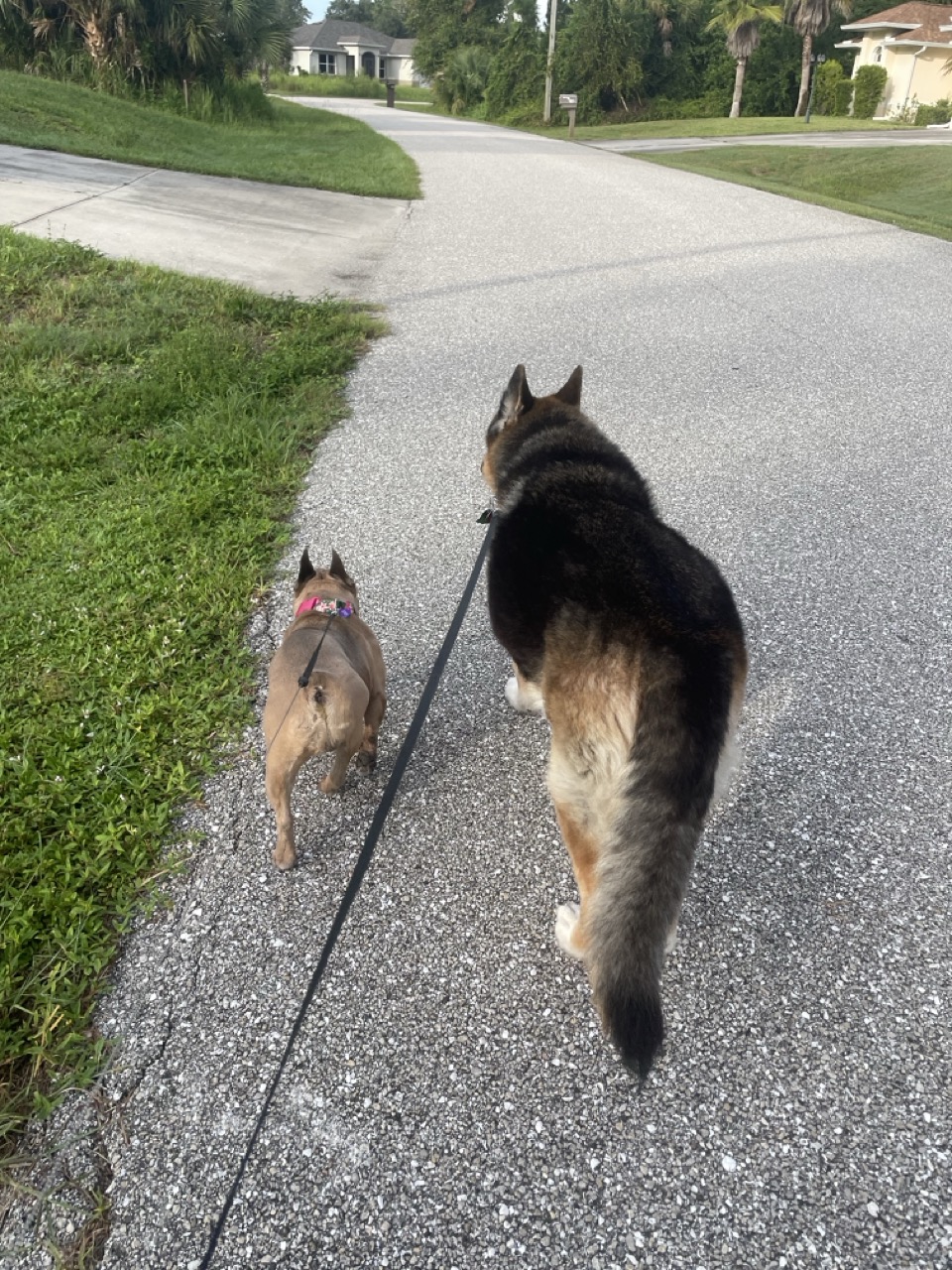 Two dogs heading out together for a walk