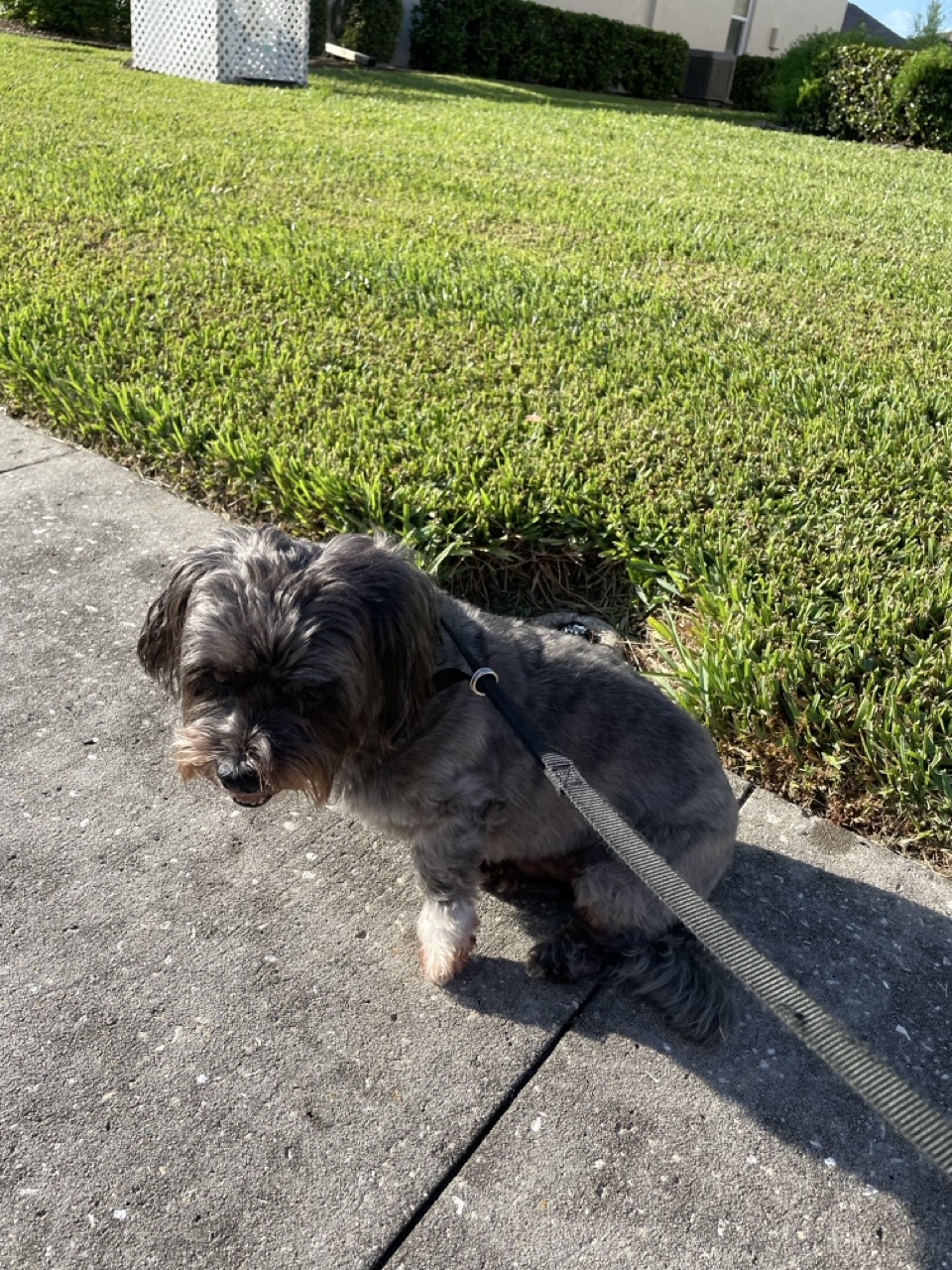 Small black dog walking in the Florida sunshine