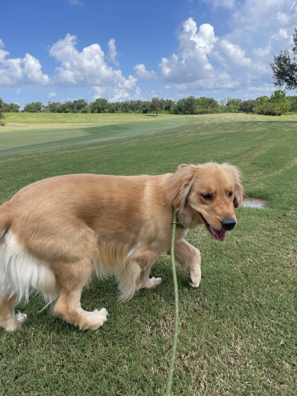 A happy golden retriever enjoying a sunny outdoor walk