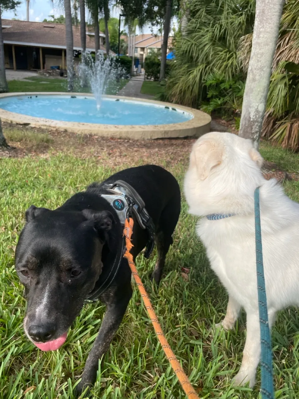 Dogs enjoying an outdoor outing