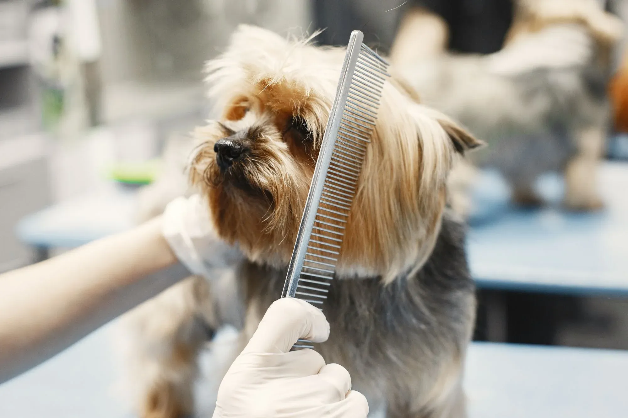 Local grooming appointments, treats and supplies for your companion.
